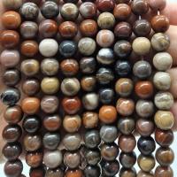 Agate Fossile